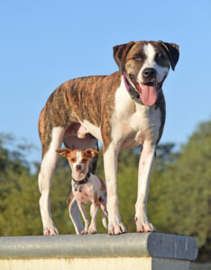 Woody and his best friend Samson who never reached a fraction of his size.