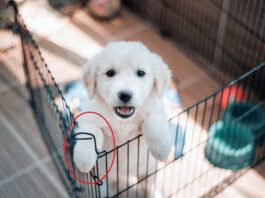 How long can you leave a puppy alone? Not long.