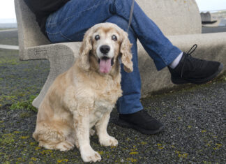 Caring for a blind dog or a dog who goes blind with age can be a challenge.