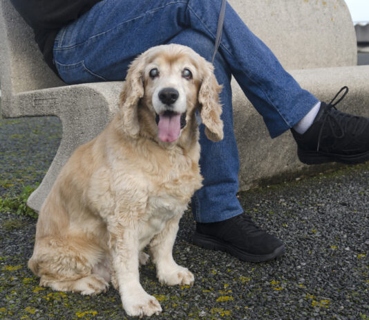 Caring for a blind dog or a dog who goes blind with age can be a challenge.