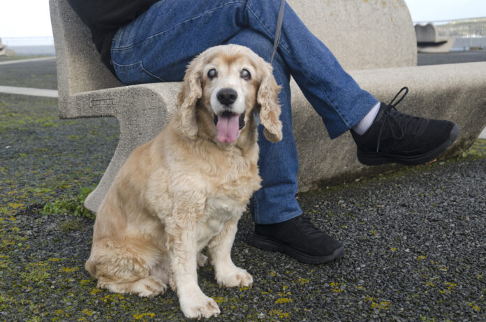 Caring for a blind dog or a dog who goes blind with age can be a challenge.