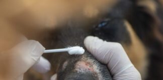 An owner applies medication to ringworm on a dog's nose with a cotton swab..