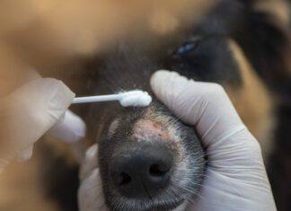 An owner applies medication to ringworm on a dog's nose with a cotton swab..