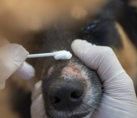 An owner applies medication to ringworm on a dog's nose with a cotton swab..