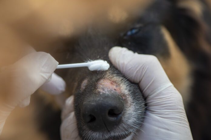 An owner applies medication to ringworm on a dog's nose with a cotton swab..