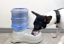 The best dog water fountains can help ensure your dogs is continually well hydrated.