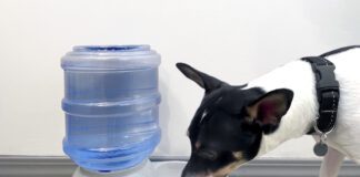 The best dog water fountains can help ensure your dogs is continually well hydrated.