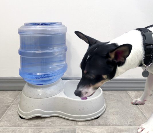 The best dog water fountains can help ensure your dogs is continually well hydrated.