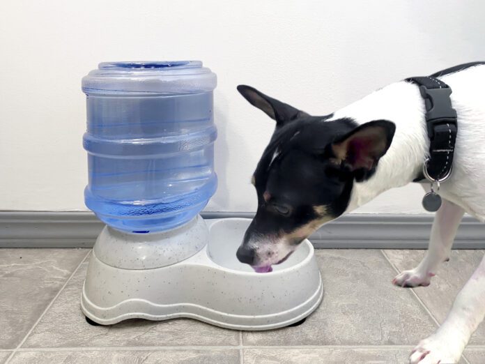 The best dog water fountains can help ensure your dogs is continually well hydrated.