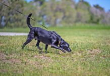 The best dog sports for reactive dogs will help the dog relax and focus.