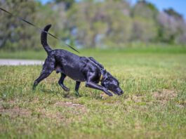 The best dog sports for reactive dogs will help the dog relax and focus.