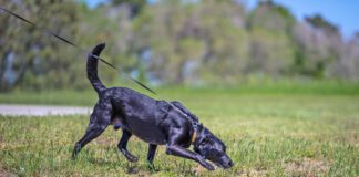 The best dog sports for reactive dogs will help the dog relax and focus.