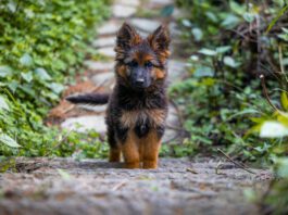 Dogs cannot have down syndrome, but they can other conditions that have a superficial resemblance.