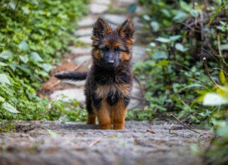 Dogs cannot have down syndrome, but they can other conditions that have a superficial resemblance.