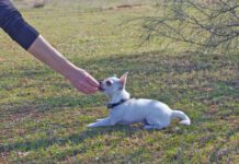 Treats and patience are an important part of teaching a dog to lay down.