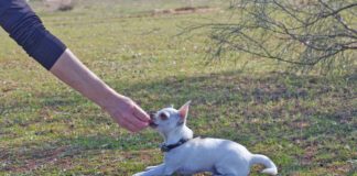 Treats and patience are an important part of teaching a dog to lay down.