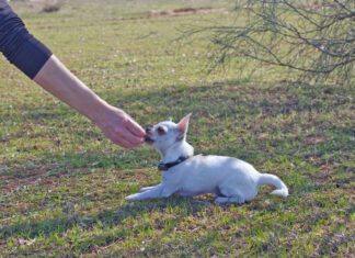 Treats and patience are an important part of teaching a dog to lay down.