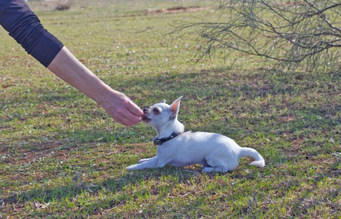 Treats and patience are an important part of teaching a dog to lay down.