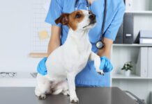 You cannot give your dog ibuprofen as it is toxic to them.