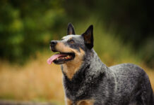 Australian cattle dogs are considered one of the healthiest dog breeds.