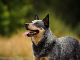 Australian cattle dogs are considered one of the healthiest dog breeds.