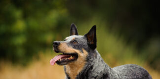 Australian cattle dogs are considered one of the healthiest dog breeds.