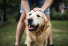 Dog longevity drugs are an active area of research, and progress has been made in helping dogs live longer.