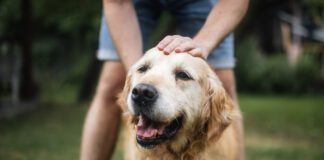 Dog longevity drugs are an active area of research, and progress has been made in helping dogs live longer.