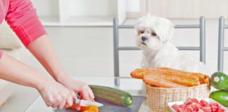 Homemade dog food recipes must include complete and balanced nutrition in order to be healthy.