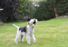 The first step in stopping your dog from barking is to figure out why they're working.