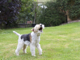 The first step in stopping your dog from barking is to figure out why they're working.