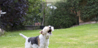 The first step in stopping your dog from barking is to figure out why they're working.