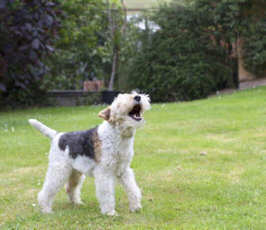 The first step in stopping your dog from barking is to figure out why they're working.