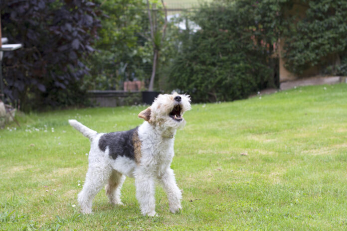 The first step in stopping your dog from barking is to figure out why they're working.