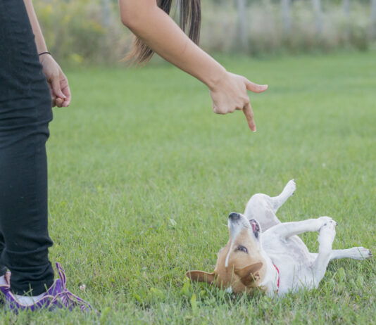 Teach your dog to play dead with these simple steps and patience.