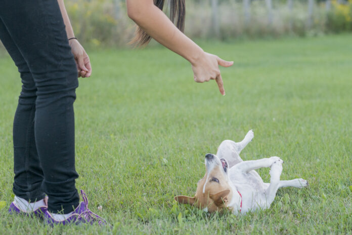 Teach your dog to play dead with these simple steps and patience.