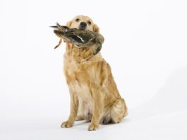 How “Bird Flu” Could Threaten Your Dog Bird flu can pose a hazard to pets, including dogs and raw pet food can be a disease vector for the illness.