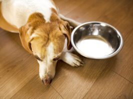 Hyperthyroidism in Dogs Hyperthyroidism in dogs is rarer than hypothyroidism and results in a dog's metabolism speeding up.