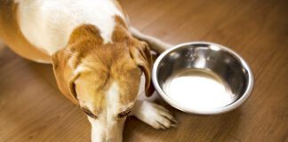 Hyperthyroidism in dogs is rarer than hypothyroidism and results in a dog's metabolism speeding up.