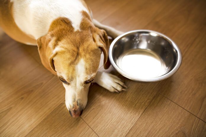 Sad looking beagle Dog with empty bowl. Hyperthyroidism in dogs is rarer than hypothyroidism and results in a dog's metabolism speeding up.