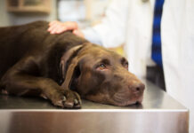 Idiopathic epilepsy in dogs is a difficult but manageable condition.