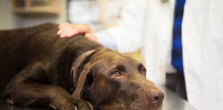 Idiopathic epilepsy in dogs is a difficult but manageable condition.