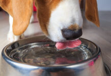 When your dog is not drinking water there may be several reasons why.