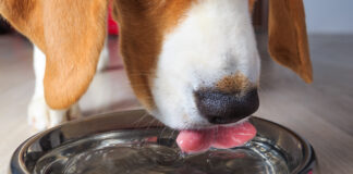 When your dog is not drinking water there may be several reasons why.