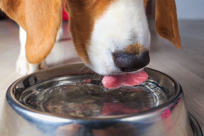 When your dog is not drinking water there may be several reasons why.