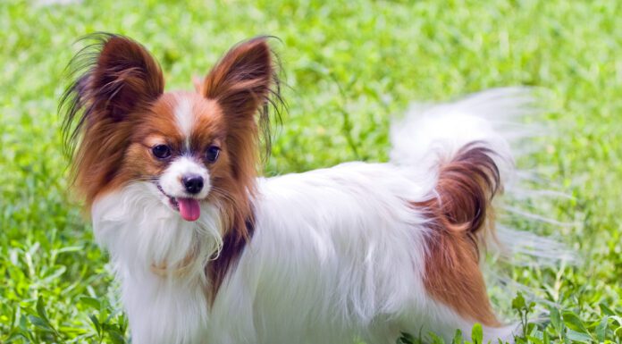 The best dog food for small dogs combines a healthy balance of nutrition and calories.