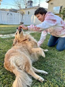 A golden retriever learning the second step in teaching her how to play dead.