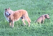 Two dogs relax casually in a field of grass.