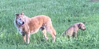 Two dogs relax casually in a field of grass.