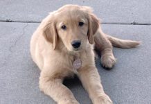 A beautiful golden retriever puppy given as a Christmas gift.